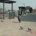はとを追いかける！