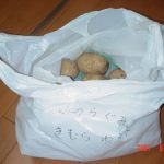 ユウタが掘ったジャガイモたち